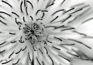Clematis Abstract Black And White